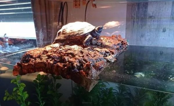 Användning av korkekbark