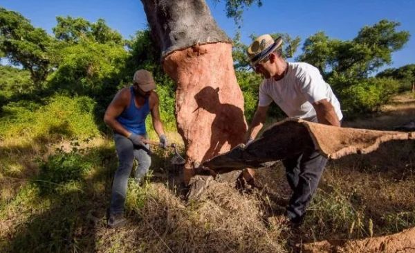 Turism i korkskogarna